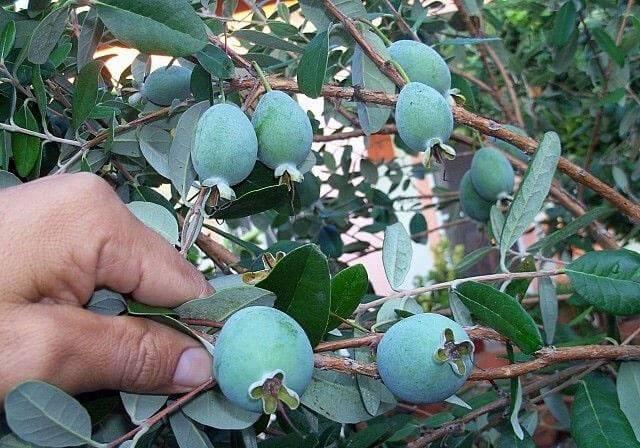 <p>Yüksek <strong>lif</strong> içeriği ile feijoa meyvesinin faydaları sindirim sistemini düzenlemekte de görülür.</p>