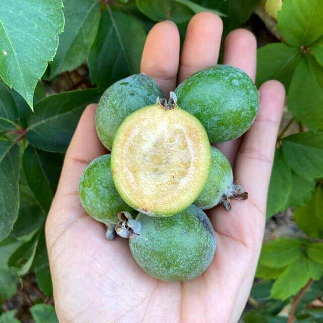 <p>Düzenli feijoa tüketimi, sindirim sorunları yaşayan bireyler için faydalı bir seçenek olabilir.</p>