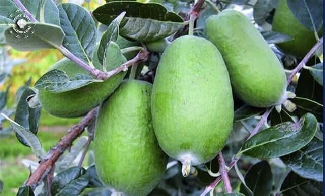 <p>Feijoa meyvesinin faydaları arasında kalp sağlığı için önemli olan <strong>potasyum</strong> ve <strong>magnezyum</strong> mineralleri içermesi de bulunur.</p>
