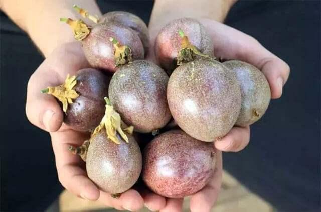 <p>Feijoa meyvesinin faydaları cilt sağlığına da olumlu katkılarda bulunur.</p>