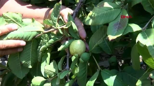 <p>Ayrıca, feijoa yaprakları kurutularak çay olarak da tüketilmektedir.</p>