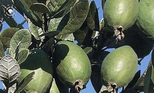 <p>Genel olarak, feijoa meyvesinin faydaları lezzetinin yanı sıra sağlık üzerindeki olumlu etkileri ile beslenmenizde yer alması gereken önemli bir meyvedir.</p>