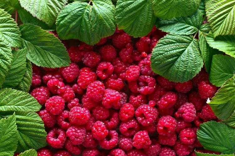 <p><strong>Zengin lif miktarı, nihayetinde açlığınızı giderecek ve bağırsakta sağlıklı bir mikroflorayı destekleyecektir. </strong></p>