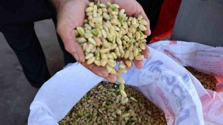 <p>Firik halinde satışa sunulan yaş fıstıkların bir b&ouml;l&uuml;m&uuml; de kurutularak Gaziantep başta olmak &uuml;zere farklı b&ouml;lgelere g&ouml;nderiliyor.</p>
