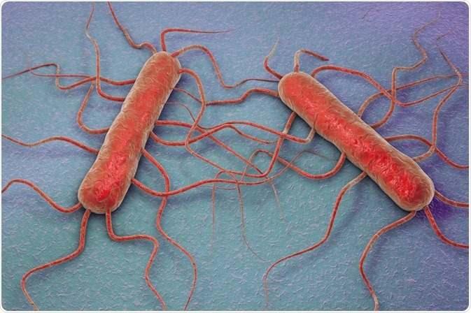 <p><span style="color:#4B0082"><em><strong>Listeria, genellikle Listeria monocytogenes türü ile bilinen bir bakteridir. Bu bakteri, gıda kaynaklı enfeksiyonlara neden olabilen bir patojendir. Özellikle hamile kadınlar, yeni doğanlar, yaşlılar ve bağışıklık sistemi zayıf olan bireyler için tehlikeli olabilir.</strong></em></span></p>
<p> </p>