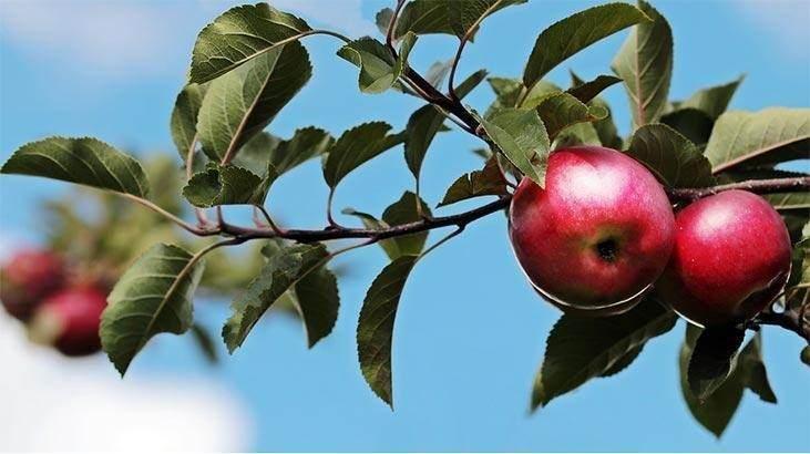 <p>Osmanlı döneminde, bütün meyveler mevsiminde ve olgunlaştığı zaman tüketilirdi. Meyvelerin ağaçtan toplandığı zaman hemen yenilmemesi, birkaç gün bekletilip tüketilmesi önerilirdi.</p>