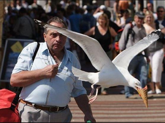 <p>Dondurma kaçırırken fotoğrafçıya yakalanan bir martı...</p>
