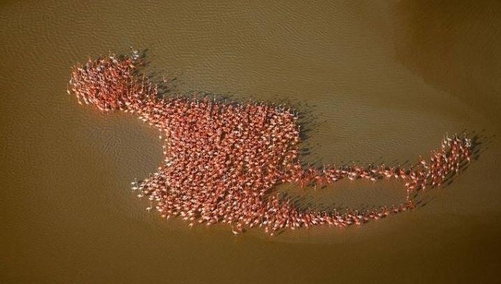 <p>Bir araya gelerek büyük bir portre resmeden flamingo sürüsü</p>
