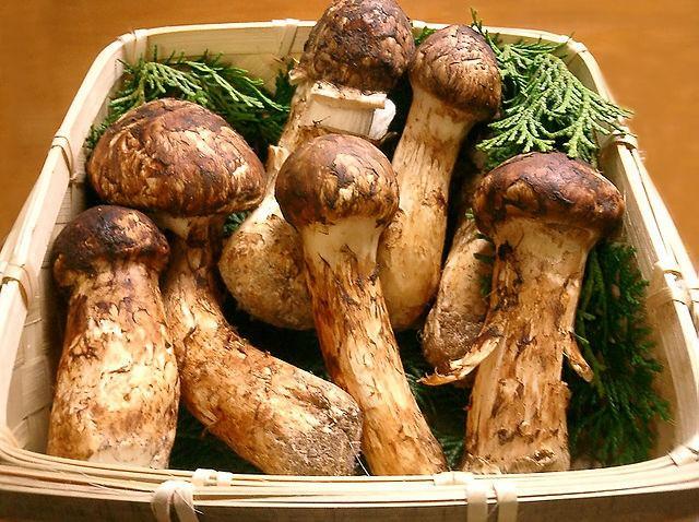 <p><span style="color:#B22222"><strong>Matsutake Mantarı (Japonya)</strong></span></p>

<p> </p>
