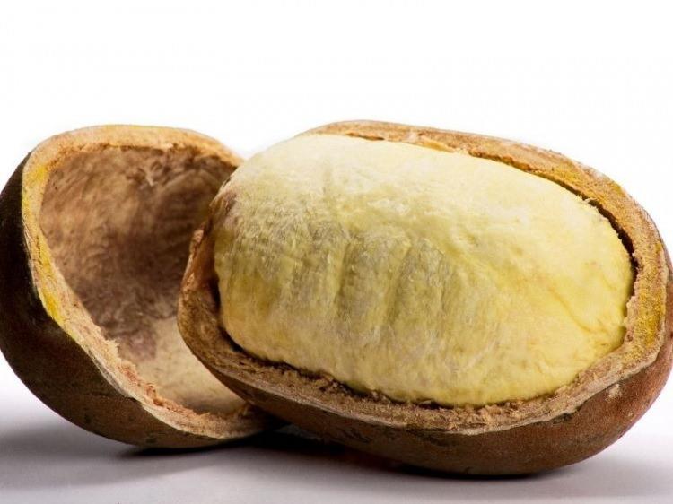 <p>Cupuacu &ccedil;oğunlukla vahşi amazon yağmur ormanlarında yetişiyor. Bu meyve, Peru&rsquo;nun bazı b&ouml;lgelerinde de halk tarafından yetiştiriliyor. Yaklaşık 20 cm uzunluğunda ve 2 kilogram ağırlığında olan Cupuacu, tamamen yabani bir meyveye benziyor. Bu&nbsp;kalın kabuklu meyvenin i&ccedil;inde yumuşak ve lezzetli bir posası var.</p>
