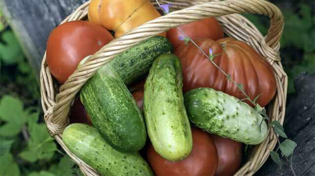 <p>Sonuç olarak, sağlıklı bir beslenme için <strong>domates</strong> ve <strong>salatalığı aynı anda yemek</strong> yerine, bu sebzeleri ayrı ayrı tüketmek en iyi yöntemdir.</p>
