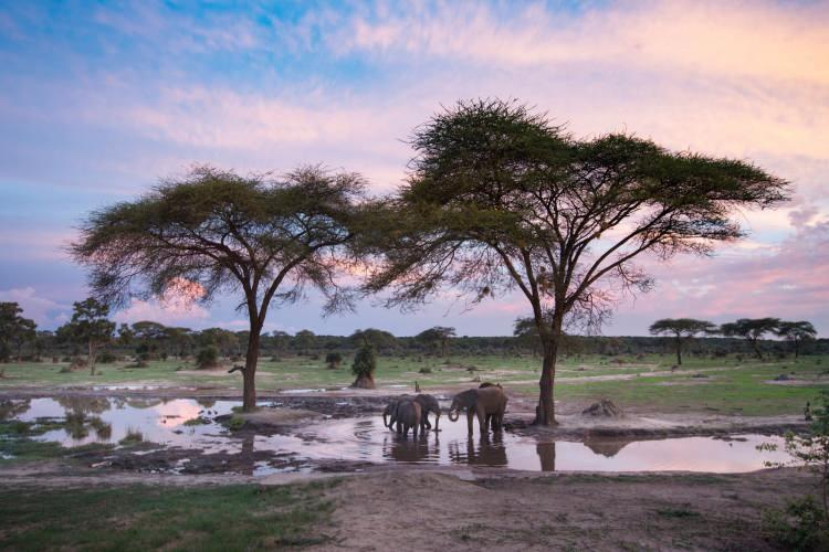 <p><strong>Hwange National Park / Zimbabwe</strong></p>
