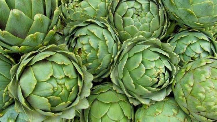 <p>Yerel ekonomiye katkı sağlayan enginarların Aydın'ın yerel ekonomisine de önemli katkılarda bulunduğunu vurgulayan Çetin, </p>
<p> </p>
