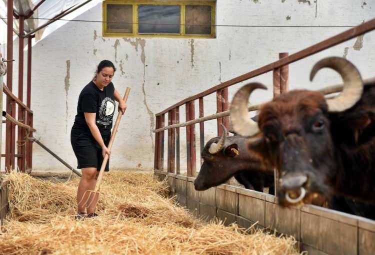 <p>Şimdilerde 70 manda ve 15 inekten süt sağarak önemli bir gelir elde eden Pelin Barlas, şu anda da kendi işinin patronu olmanın gururunu yaşıyor.</p>
