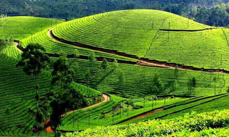 <p><strong>Ivomo Tea Cooperative / Gisakura, Rwanda</strong></p>
