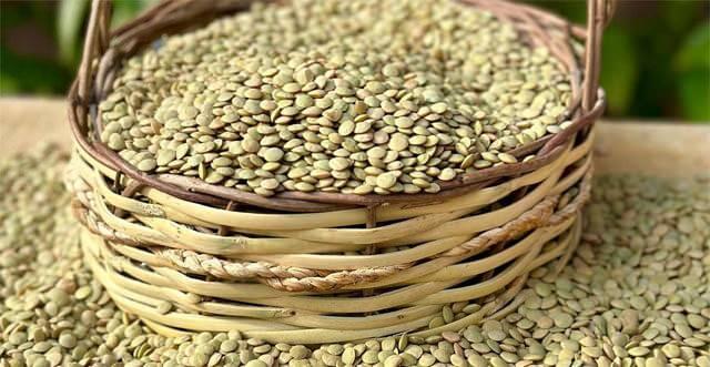 <p>Yeşil mercimek, <strong>kalsiyum ve fosfor</strong> gibi mineraller açısından zengindir. Bu mineraller, <strong>kemik sağlığını korur</strong> ve <strong>osteoporoz riskini azaltır</strong>.</p>
