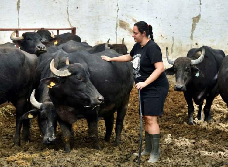 <p>5 yıl önce üç anaç ve 11 mandayla çiftçiliğe adım atan Pelin Barlas, kısa süre içerisinde işini büyütmeyi başardı. </p>
