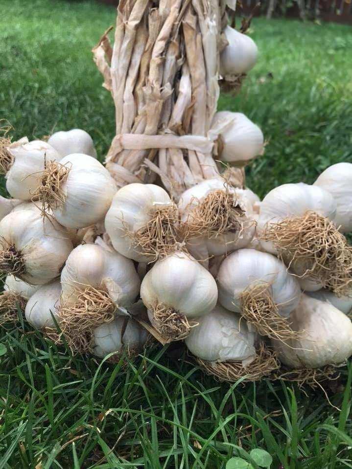 <p>Sarımsak, aynı zamanda DNA onarımına da yardımcı oluyor.</p>
