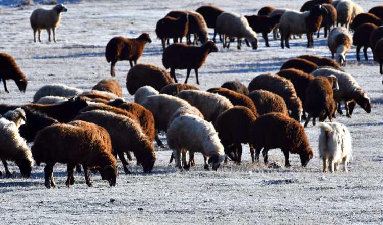 <p>Kars'ın Sarıkamış ilçesinde soğuk hava nedeniyle dereler dondu, bitkileri kırağı kapladı.</p>
