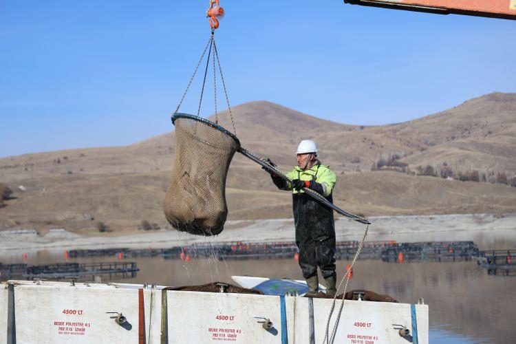 <p>Sivas'ta denize yaklaşık 300 kilometre mesafede bulunan İmranlı ilçesindeki İmranlı baraj gölünde üretilen somon adayları, istenilen olgunluğa ulaştığı için özel tankerlere yüklenerek gelişimlerini tamamlamak üzere Karadeniz'e gönderildi. </p>
