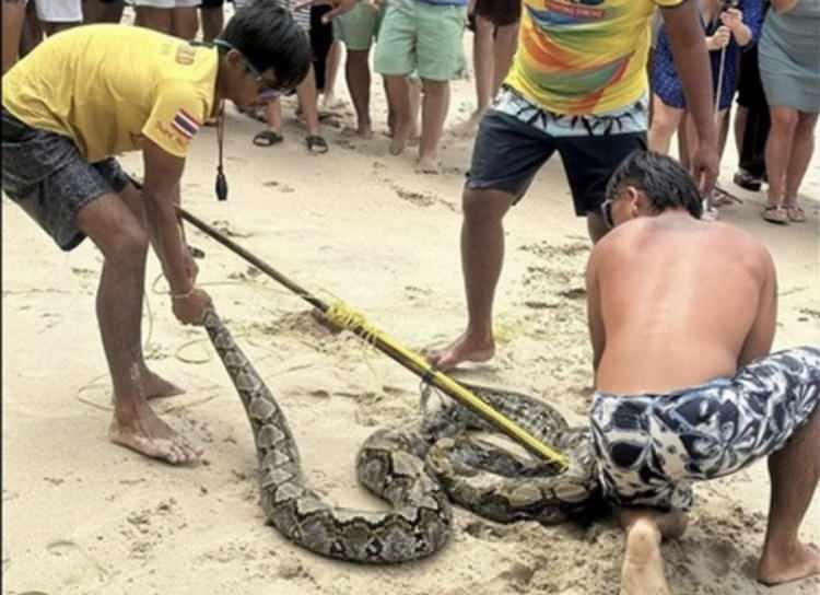 <p>Ünlü Kamala Plajı'nda turistler ve yerel halk denize girdiği sırada dev bir piton yılanı ortaya çıktı. </p>