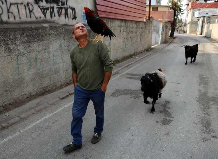 <p>Adana'da "Nazlı ve Zeyno" adını verdiği keçileri ve horozuyla her yere gidip gelen Yakup Asrinam, kentte ilgi odağı haline geldi.</p>

<p> </p>
