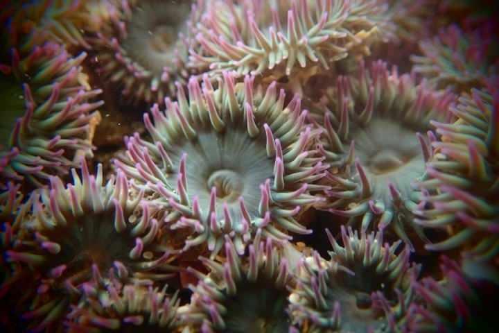 <p>Deniz anemonları</p>
