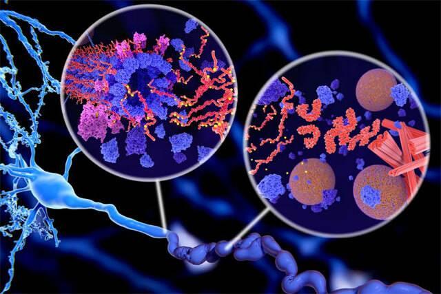 <p>Alzheimer hastalığının temel sebeplerinden biri, beyinde <strong>tau proteinlerinin</strong> birikmesidir. Bu proteinler, nöronlarda birikerek hücre hasarına ve bilişsel gerilemeye yol açar.</p>
