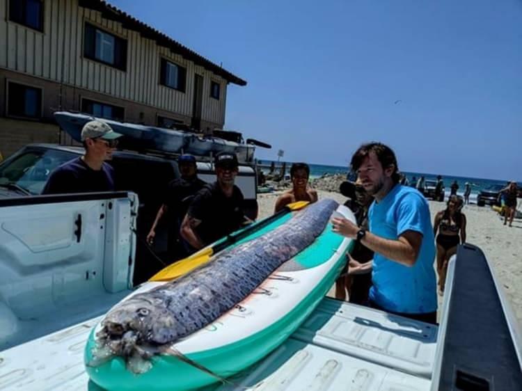 <p>"Kıyamet balığı" olarak bilinen kürek balığı (Oarfish), denizlerde nadir görülen bir türdür ve birçok kültürde felaketlerin habercisi olduğuna dair efsanelere konu olmuştur. Bu balığın felaketlerle ilişkilendirilmesi, büyük depremler veya tsunamiler öncesinde kıyıya vurduğu ya da yüzeyde görüldüğü vakalardan kaynaklanır.</p>

<p> </p>
