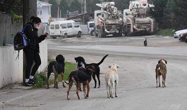 <p>Prof. Dr. Sabuncuoğlu, bu sorunun çözümünün <strong>“Sıfır başıboş köpek” politikası olduğunu söyledi. </strong></p>
