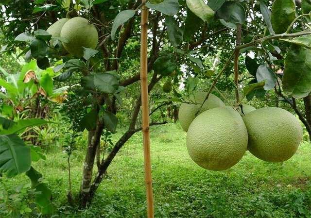 <p>Pomelo, Türkiye’de yetişen tropikal meyveler arasında büyük boyutlarıyla dikkat çeker ve içerdiği besin değerleri ile vücudun ihtiyaç duyduğu vitaminleri karşılar.</p>
