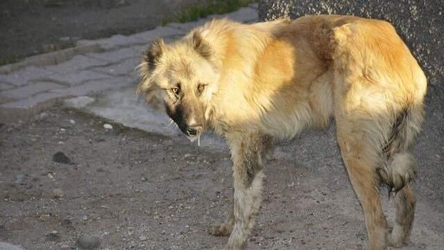 <p>Türkiye’de onlarca insanın ölümüne neden olan başıboş sokak köpekleri, sadece güvenliği değil halk sağlığı açısından da büyük tehlike oluşturuyor. Uzmanlar, köpeklerden insanlara geçen ‘Beyaz kanser’in hızla yayıldığını bildirdi.</p>

<p> </p>
