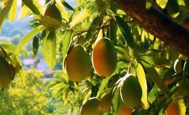 <p><strong>Mango</strong>, <strong>Manavgat</strong> gibi sıcak iklim bölgelerinde yetiştirilmeye başlanan, ancak iklimsel zorluklarla mücadele eden bir tropikal meyvedir. Hindistan’a özgü olan mango, yüksek <strong>A ve C vitamini</strong> içeriğiyle bağışıklık sistemini güçlendirir ve göz sağlığına iyi gelir. Türkiye’de yetişen tropikal meyveler arasında mango, son yıllarda giderek daha fazla tanınmakta ve özellikle <strong>tatlılarda</strong> kullanılmaktadır.</p>
