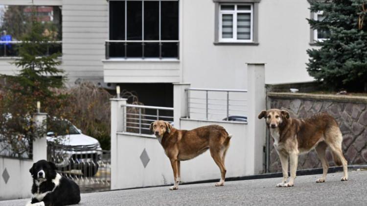 <p>Köpeklere kontrolsüz üreme ve sağlık taramalarının yapılmaması da tehlikeyi büyütüyor. </p>
