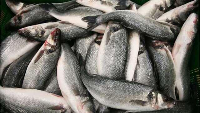 <p>Balık, sağlıklı bir yaşam için mükemmel bir <strong>protein kaynağı</strong>dır. <strong>Omega-3</strong> yağ asitleri, <strong>D vitamini</strong> ve mineraller açısından zengin olan balıklar, <strong>kalp hastalıkları</strong>, <strong>beyin fonksiyonu</strong>, <strong>bağışıklık sistemi</strong> ve <strong>kemik sağlığı</strong> gibi birçok alanda fayda sağlar.</p>

