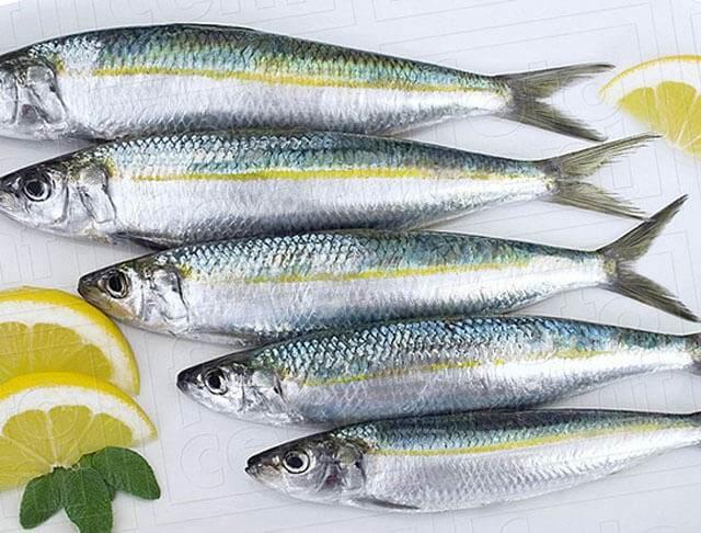 <p><strong>Sardalya</strong>, kılçıklarıyla birlikte tüketildiğinde mükemmel bir <strong>kalsiyum kaynağı</strong>dır. Ayrıca <strong>omega-3</strong> yağ asitleri ve <strong>D vitamini</strong> açısından da oldukça zengindir.</p>
