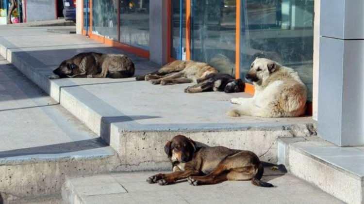 <p>Başıboş sokak köpeklerinin eşittir kuduz hastalığı demek olduğunu, bu konunun siyasi bir mevzuya dönüştüğünü kaydeden Prof. Dr. Sabuncuoğlu, şöyle konuştu:</p>
