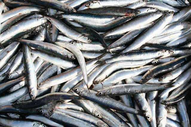 <p><strong>Hamsi</strong>, kılçıklarıyla birlikte tüketildiğinde, <strong>omega-3</strong> yağ asitleri, <strong>kalsiyum</strong>, <strong>B vitaminleri</strong> ve <strong>selenyum</strong> açısından son derece besleyicidir. En faydalı balık seçeneklerinden biri olan hamsi, bağışıklık sistemini güçlendirir, kemik sağlığını iyileştirir ve kalp sağlığını korur. Ayrıca, <strong>düşük kalorili</strong> olmasıyla da ideal bir diyet balığıdır.</p>
