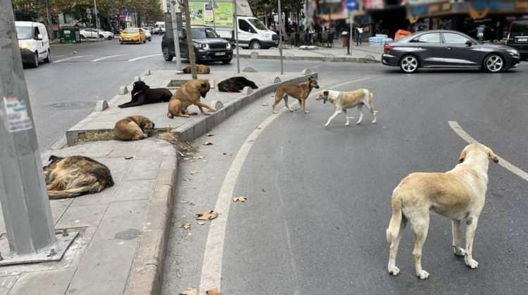 <p>Köpeklerden insanlara bulaşan “kist hidatik” hastalığı, karaciğer ve akciğer başta olmak üzere hayati organlara yerleşerek ciddi sağlık sorunlarına neden oluyor. </p>
