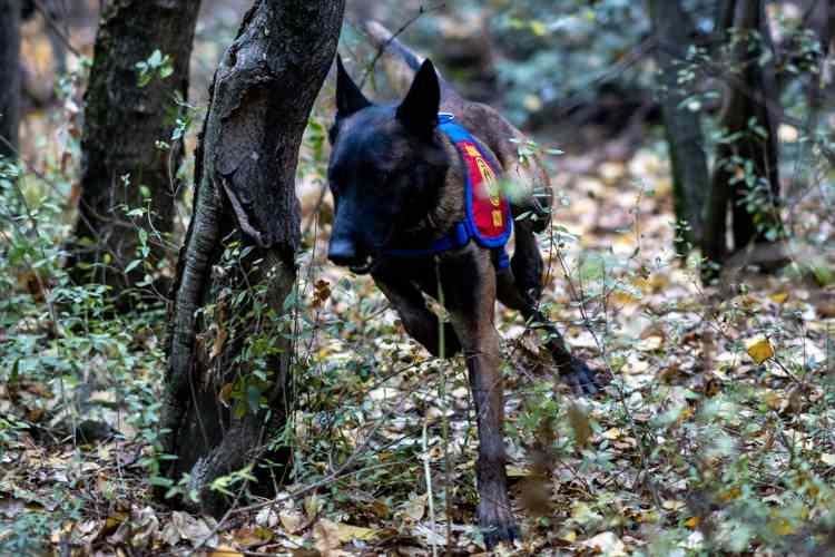 <p>Köpek ve eğiticilerinin eğitimlerinin JAKEM'de başlayıp ömürlerinin sonuna kadar devam ettiğini söyleyen Aydın,<strong> "Personel, köpeğin sevk idaresi, köpek hastalıkları ve psikolojisi konusunda eğitimler almaktadır." </strong>dedi.</p>

<p> </p>
