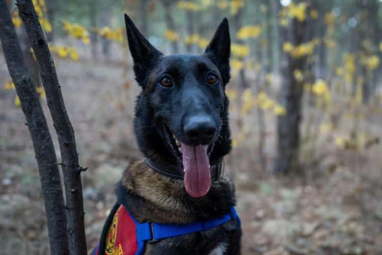 <p>Köpek eğitmeni olarak müracaat eden personelin JAKEM'de seçmelere tabi tutulduğunu söyleyen Aydın, başarılı olanların kursa alındığını belirtti.</p>

<p> </p>
