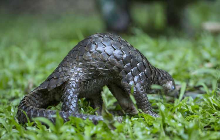 <p>Sadece geceleri ortaya çıkan ve boyları bir metreyi bulan pangolinlerin nesli tükenme tehlikesiyle karşı karşıya olduğu için koruma altında tutuluyor.</p>

<p> </p>

<p> </p>
