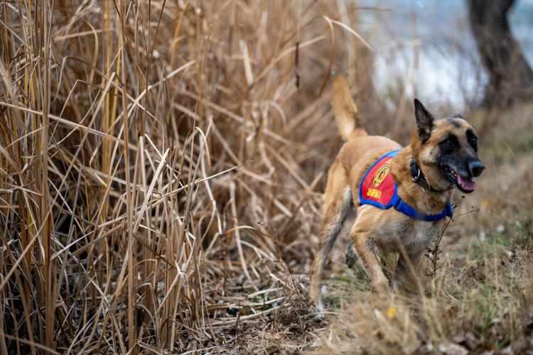 <p>Kadavranın bulunduğu alanı kazarak tepki veren Başat'ın eğitmeni olay yerine gelerek köpeğe ödülünü verdi.</p>

<p> </p>
