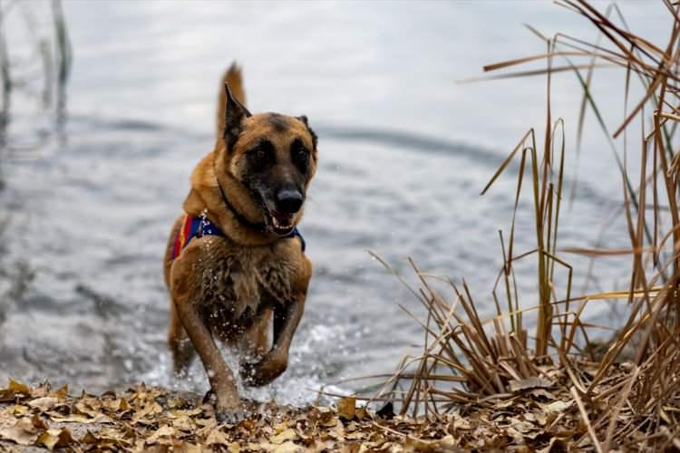 <p>Ormanlık alanda ağaç üstüne bırakılan cansız manken içindeki kadavra ise arama köpeği <strong>"Sarım" </strong>tarafından bulundu. </p>
