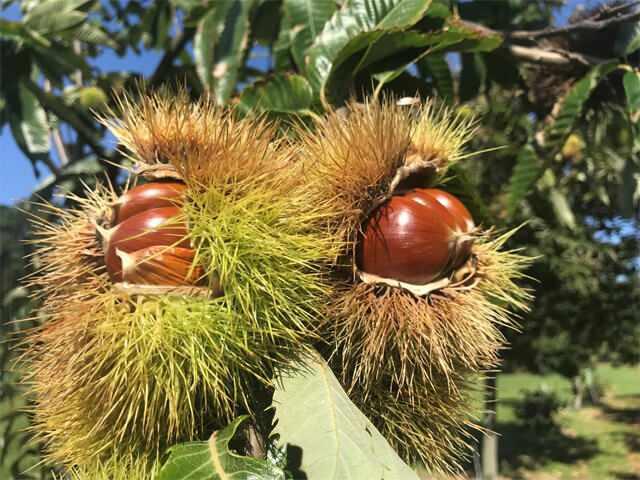 <p><strong>10- Kestane: Kestane</strong>, lif ve <strong>C vitamini</strong> içerir. Sindirim sistemini rahatlatır ve enerji verir. Haşlanarak ya da fırınlanarak tüketilebilir.</p>