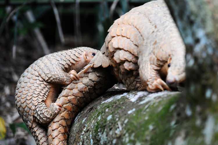 <p>Çin'de geleneksel ilaç yapımı için kullanılan pangolinlerin pullarında keratin maddesi bulunuyor. </p>

<p> </p>
