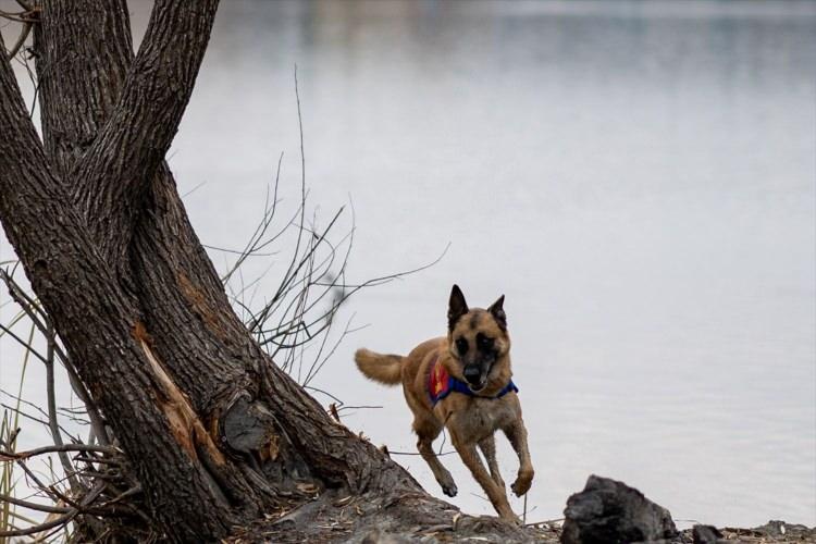 <p>Malinois cinsi <strong>"Sarih"</strong> adlı arama köpeği tarafından tespit edilen kadavra, jandarma ekiplerince karaya çıkarıldı.</p>

<p> </p>
