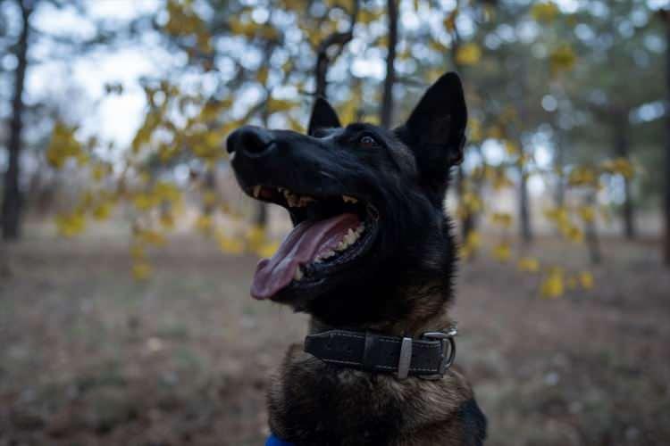 <p>Yapılan eğitimlerde zaman sınırlaması olmadığını belirten Aydın, <strong>"Kadavra köpeklerine, doğal ve doğal olmayan afetler sonucunda, enkaz altındaki cesetler ile su altında olan kadavra veya insana ait doku parçalarının yerini tespit etmek amacıyla yıllık plana göre eğitim verilmektedir."</strong> diye konuştu.</p>

<p> </p>
