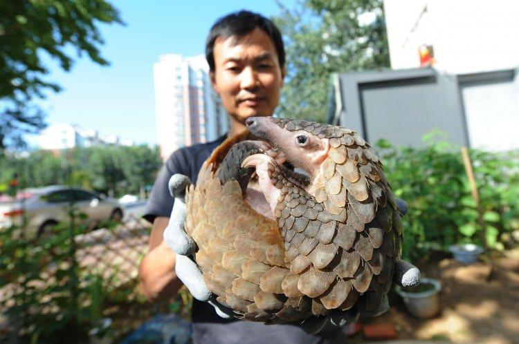 <p>Pangolinlere yönelik farkındalığı artırma çabaları kapsamında 2012'den bu yana her yıl şubatın 3'üncü cumartesi günü Dünya Pangolin Günü olarak kutlanıyor.</p>

<p> </p>
