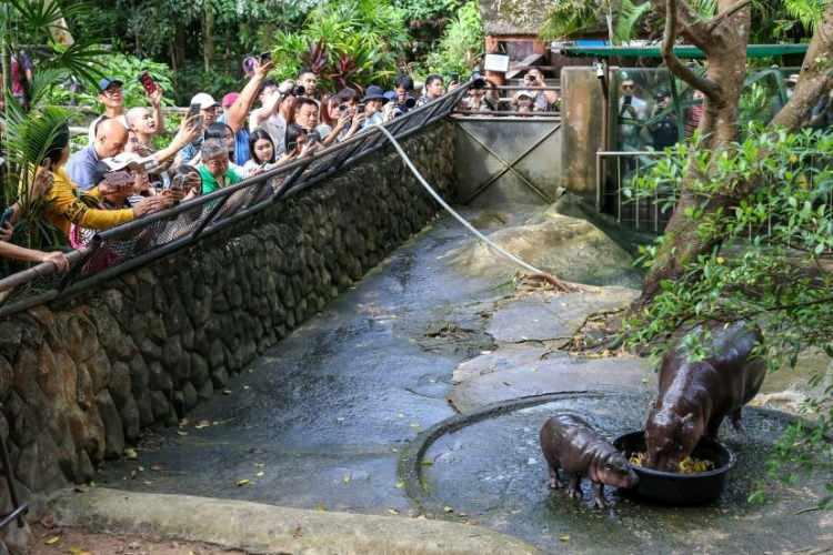 <p>İnsanlar, 16 Eylül'de Tayland'ın Chonburi eyaletindeki Khao Kheow Açık Hayvanat Bahçesi'nde annesi Jona ile birlikte yemek yiyen 2 aylık dişi cüce su aygırı Moo Deng'in fotoğraflarını çekiyor. 10 Temmuz'da doğan ve aynı ayın ilerleyen zamanlarında kamuoyuna tanıtılan bebek su aygırı (ve ikonik yüz ifadeleri) kısa sürede internette viral bir sansasyona dönüştü. </p>
<p><span style="color:rgb(163 165 169/var(--tw-text-opacity))">Athit Perawongmetha—Reuters</span></p>
<p> </p>